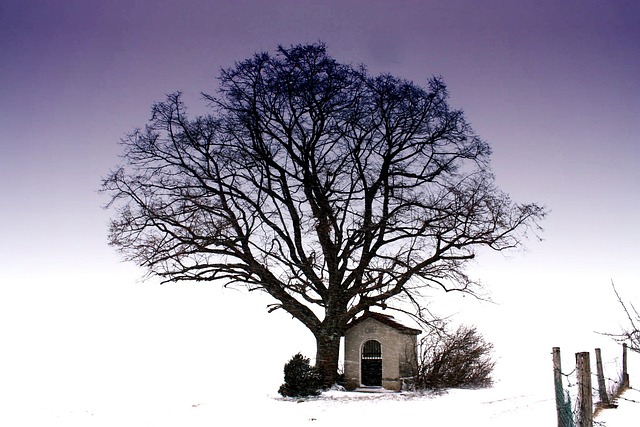 Free Tree Snow photo and picture