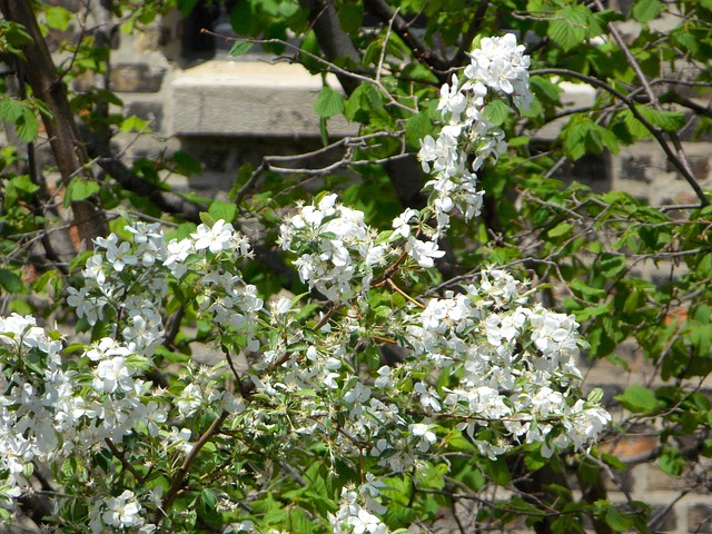 Free Flowers Tree photo and picture