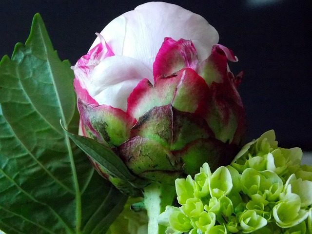 Free Peony Flower photo and picture