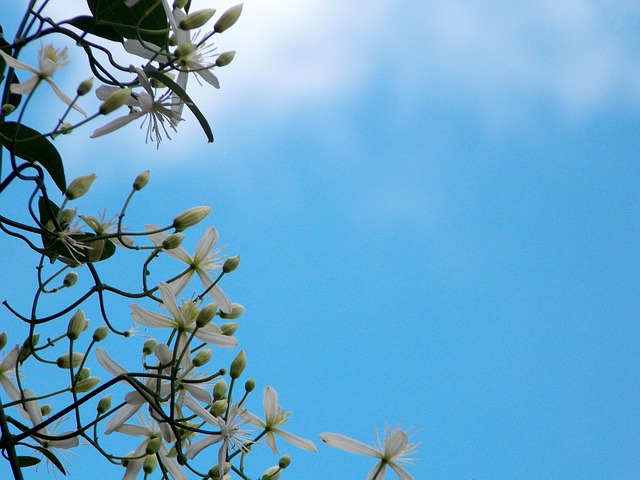 Free White Flowers Clematis photo and picture