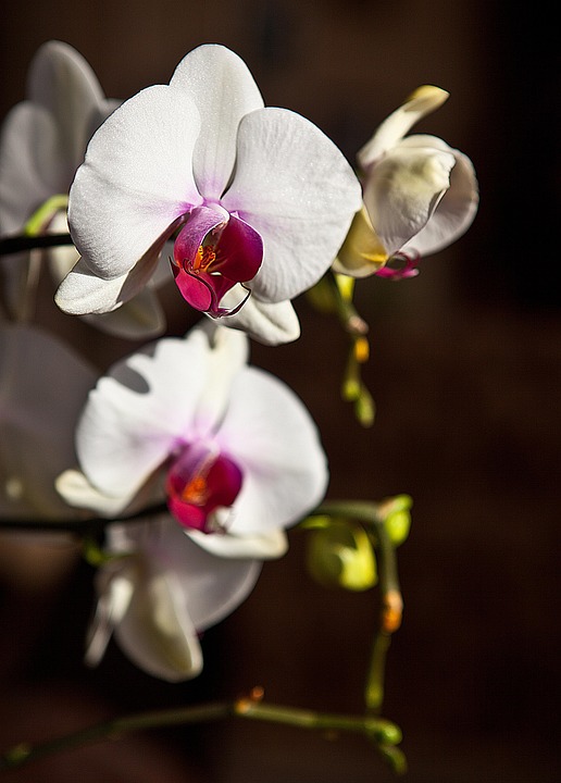 rothys orchid