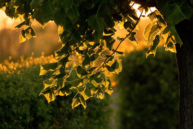 Free Leaves Tree photo and picture