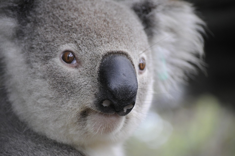 Koala Natur Tiere Kostenloses Foto Auf Pixabay Koala Natur Tiere Kostenloses Foto Auf Pixabay