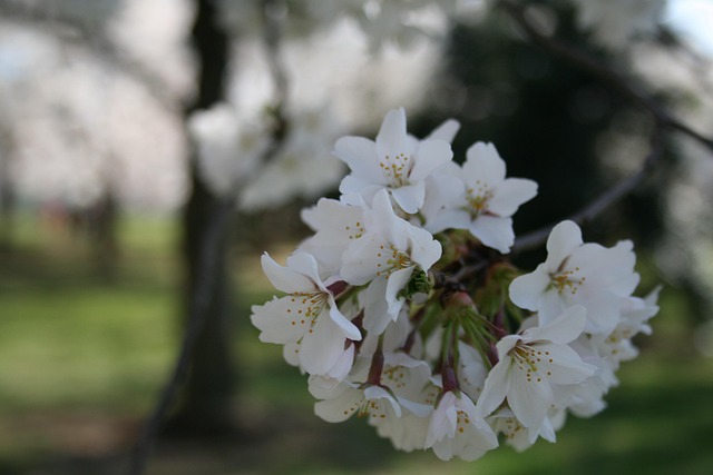 Free Cherry Blossoms Washington Dc photo and picture