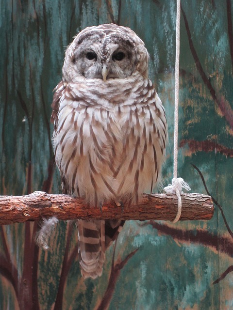 Búho, Pájaro, Plumas
