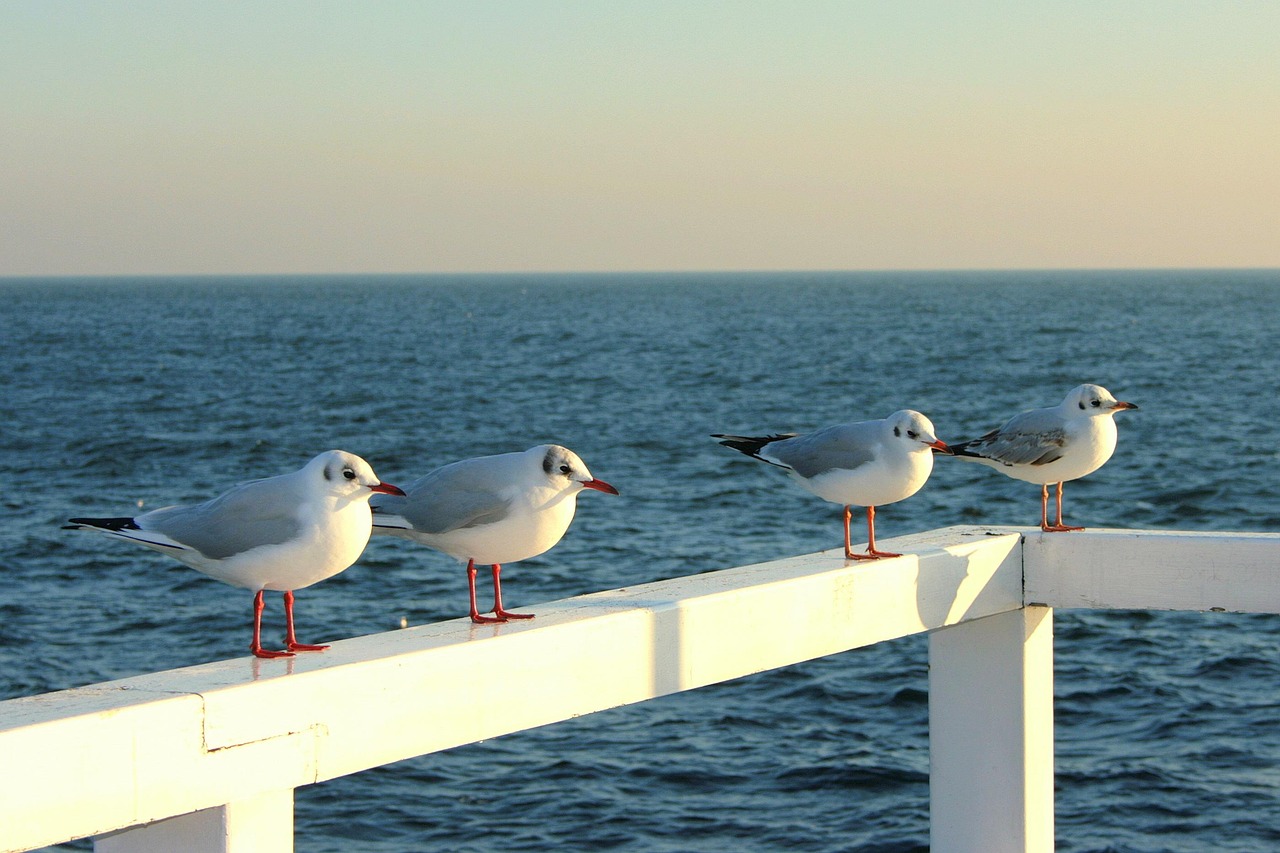 the-seagulls-630915_1280.jpg