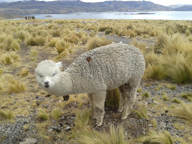Free Lama Andes photo and picture