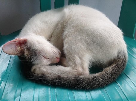 Gato, Natureza, Animal, Dorme, Mamífero