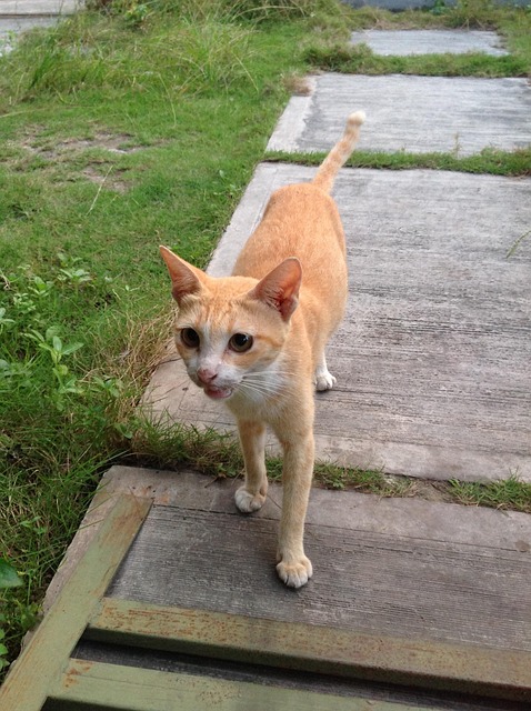 Gato, Animal, Mamífero, Gatinho