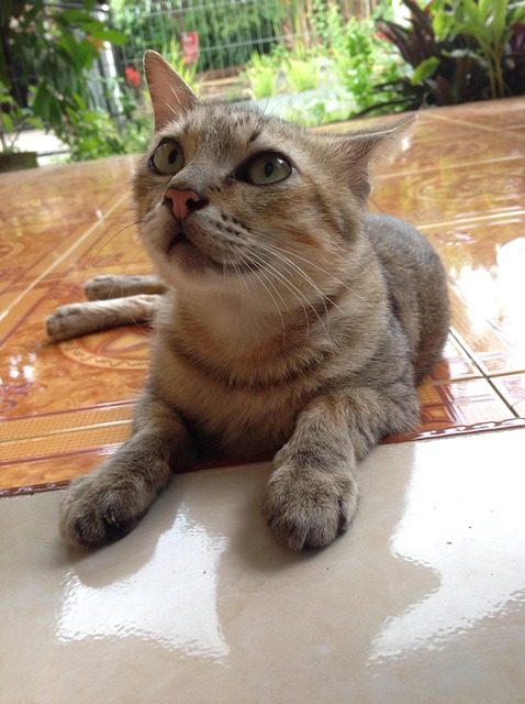 Gato, Animal, Mamífero, Gatinho