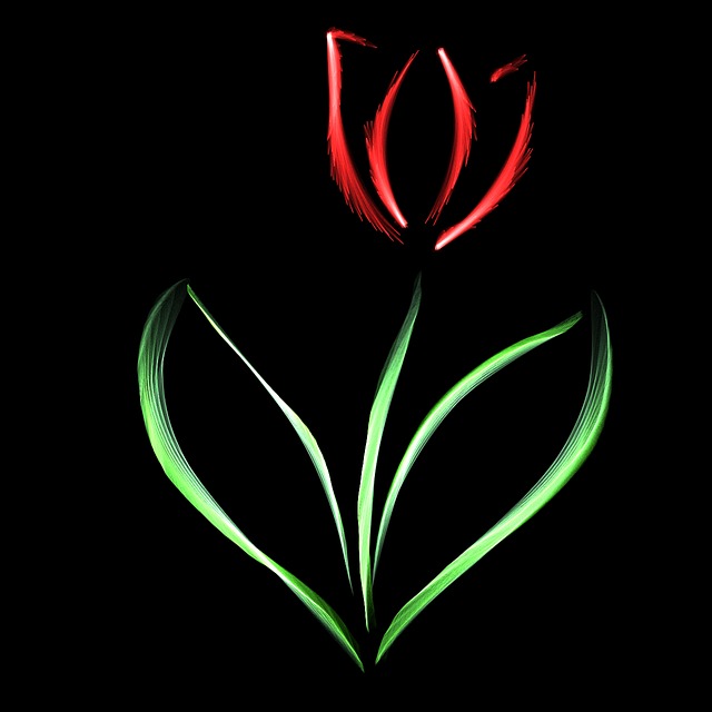 Free tulip nature red illustration
