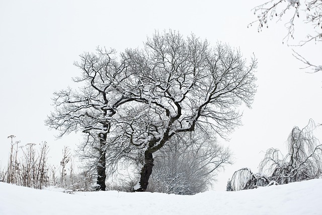 Free Winter Snow photo and picture
