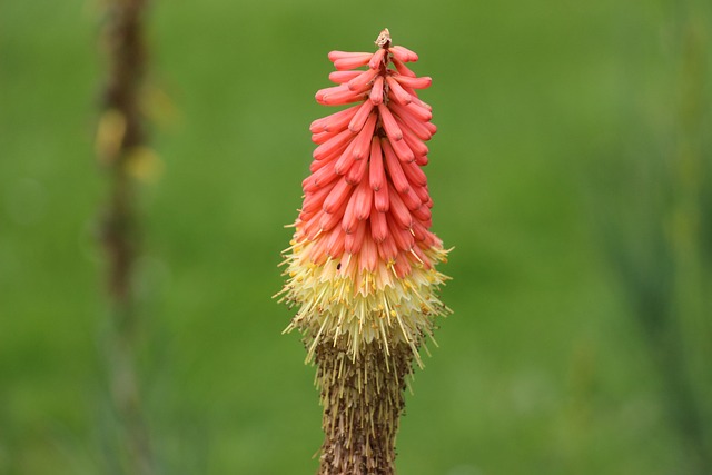 Free Flower Bud photo and picture