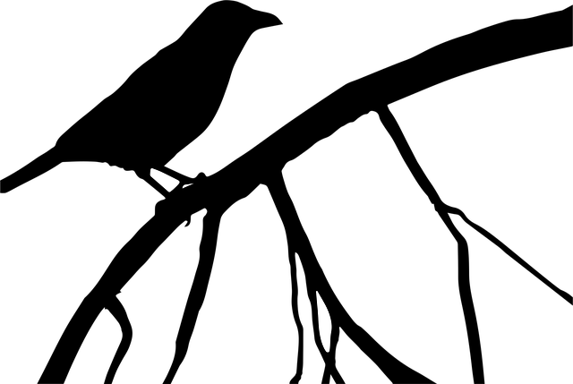 Free crow raven bird vector
