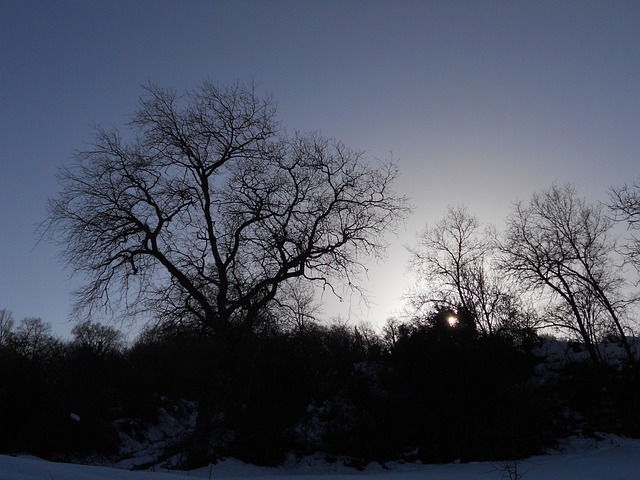 Branches Backlighting Nature - Free photo on Pixabay - Pixabay