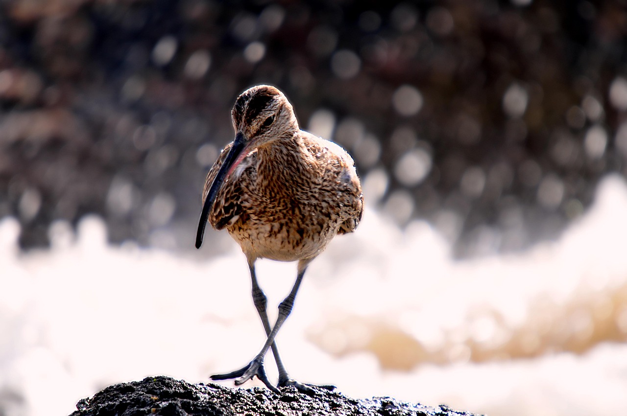 https://cdn.pixabay.com/photo/2015/02/11/18/43/birds-632888_1280.jpg