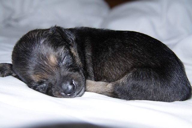 Welpen, Hund