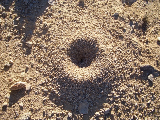Free Ants Anthill photo and picture
