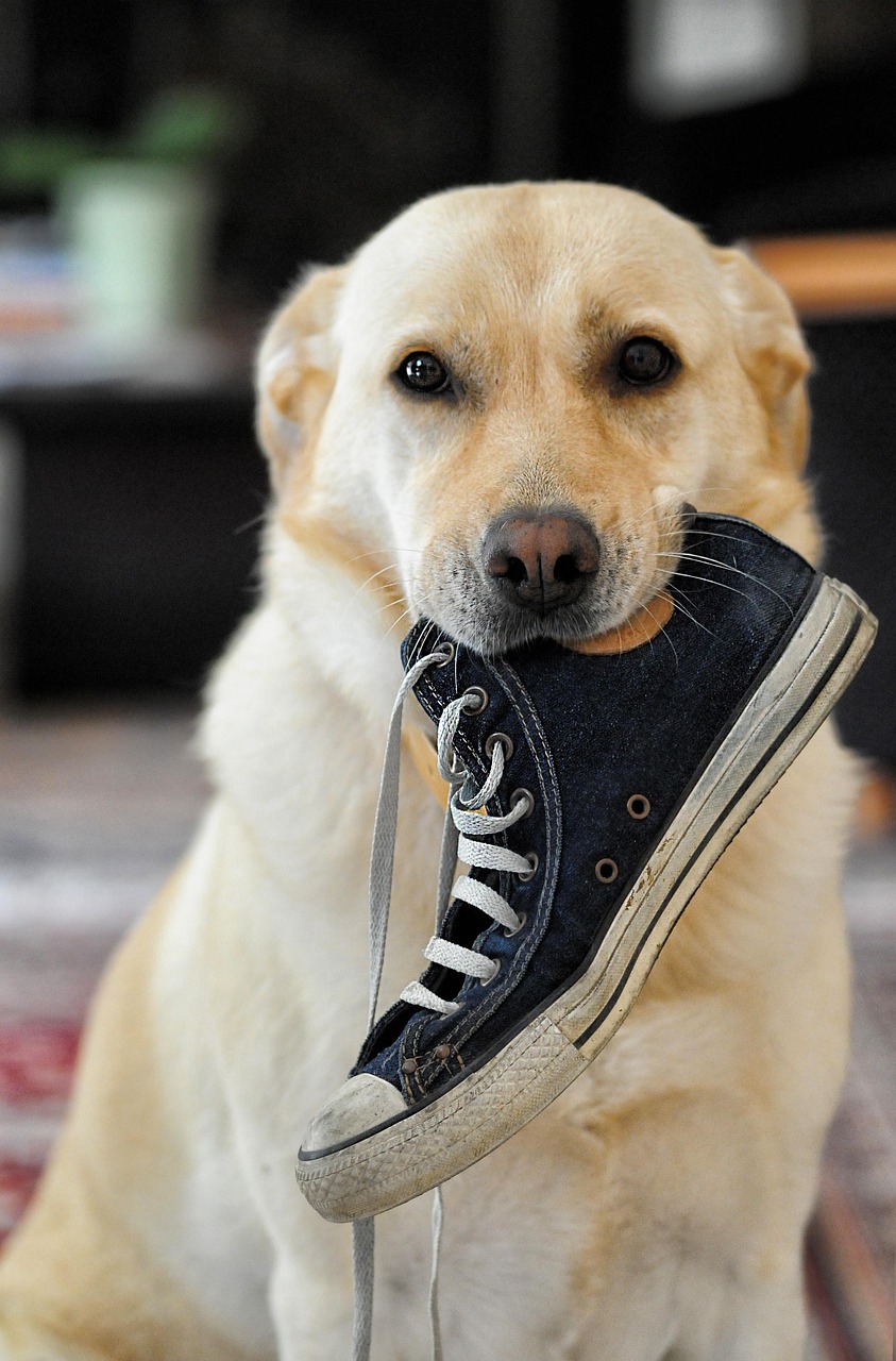labrador shoes