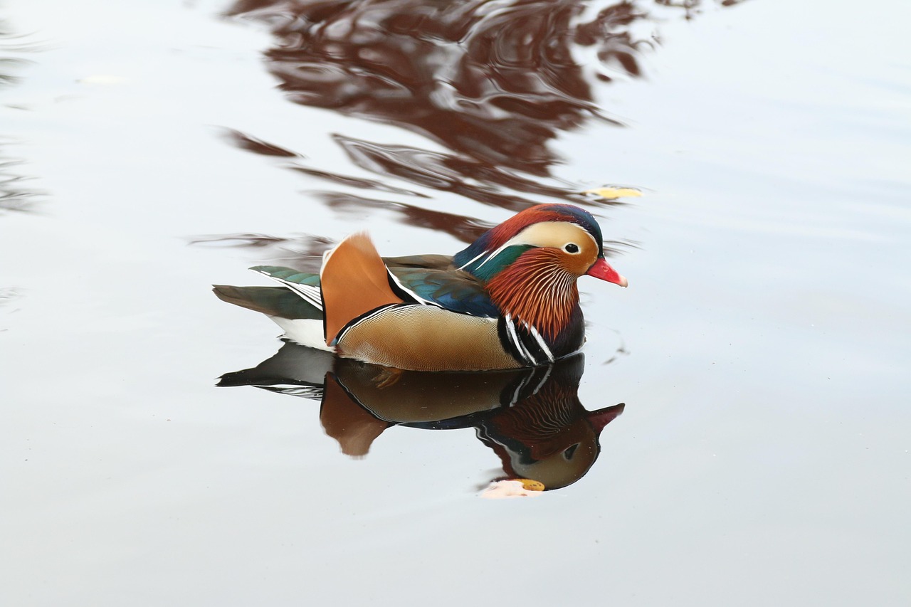 Mirrors Ducks Water Bird Free photo on Pixabay Pixabay