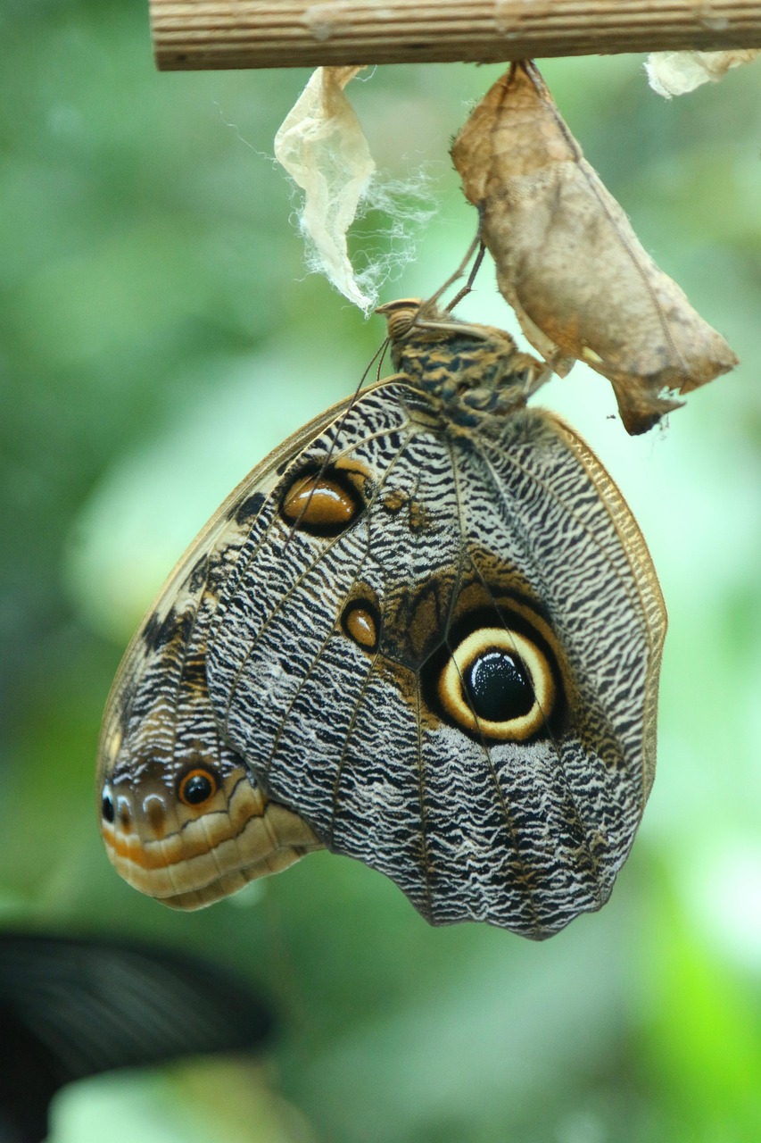Lava Insectes Butterfly Larva Insects - Free photo on Pixabay - Pixabay