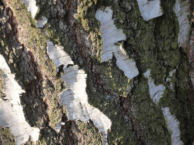 Free Bark Birch photo and picture