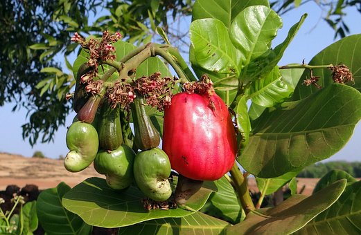 Cashew, Fruit, Ripe, Nut, Tree, Crop