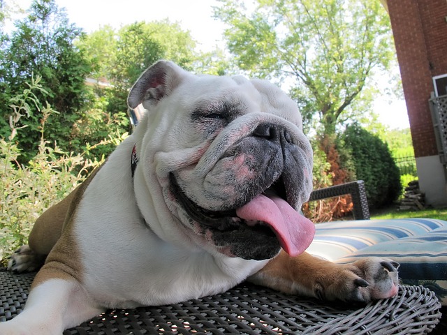 Free Dog Summer photo and picture