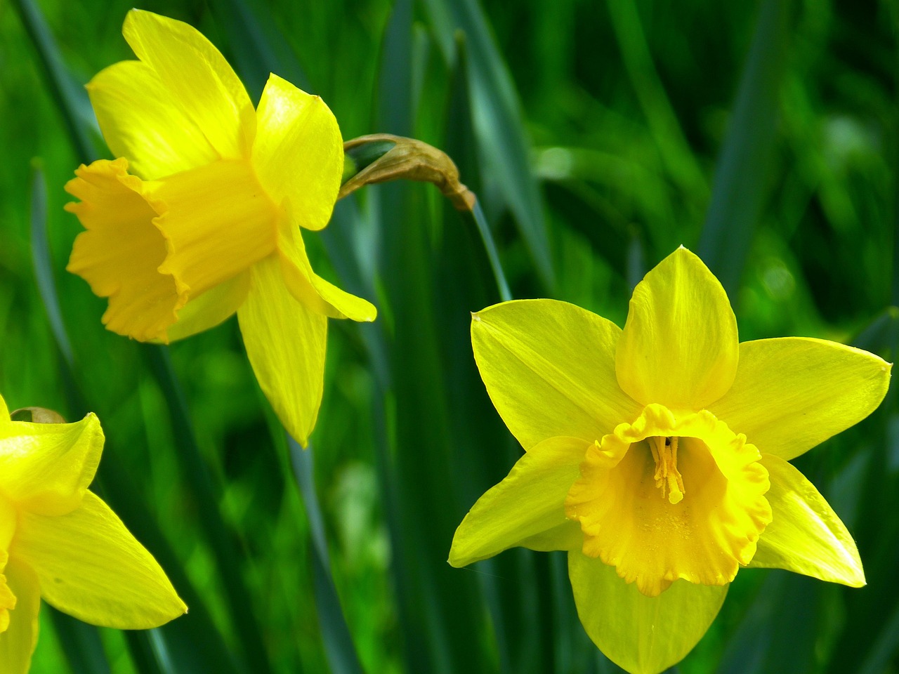 Daffodils Blossom Bloom Free photo on Pixabay