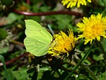 gonepteryx rhamni, butterfly, yellow