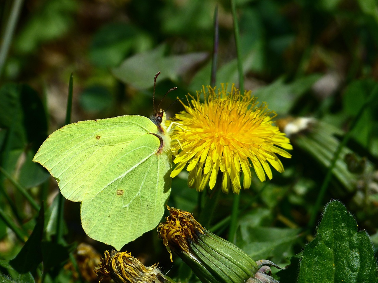 Gonepteryx Rhamni Butterfly Yellow · Free photo on Pixabay