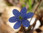 hepatica, flower, blossom