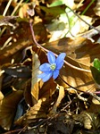 hepatica, flower, blossom