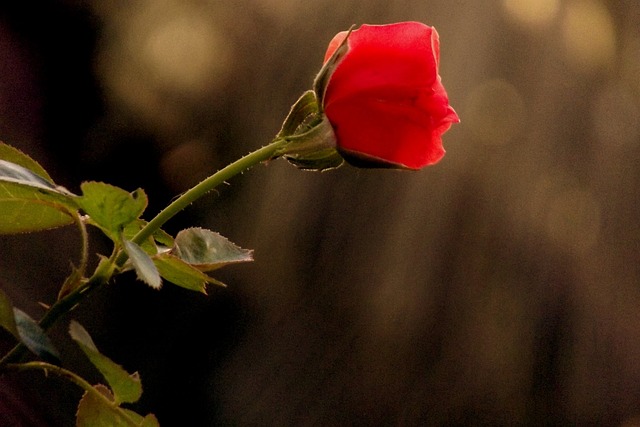 Rose, Rot, Blume, Natur, Blüte
