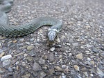 grass snake, snake, reptile