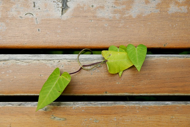 Free Heart Plant photo and picture