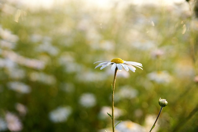 Free Flower Landscape photo and picture