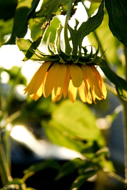 Free Sunflower Nature photo and picture