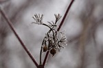 branch, iced, icy