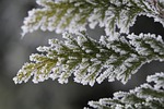 branch, iced, icy