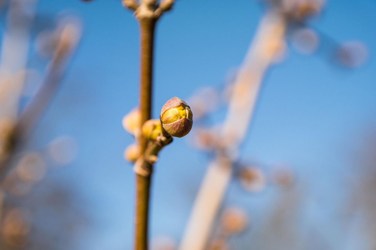 Spring Bud Single Bud Spring Cornel Cherry Flower - Free photo on Pixabay