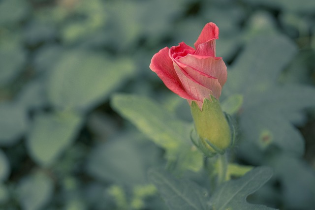 Flor, Macro, Japonés