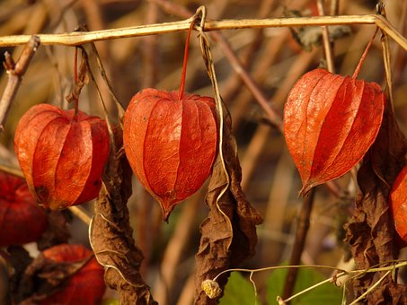 Free Plant Flower photo and picture