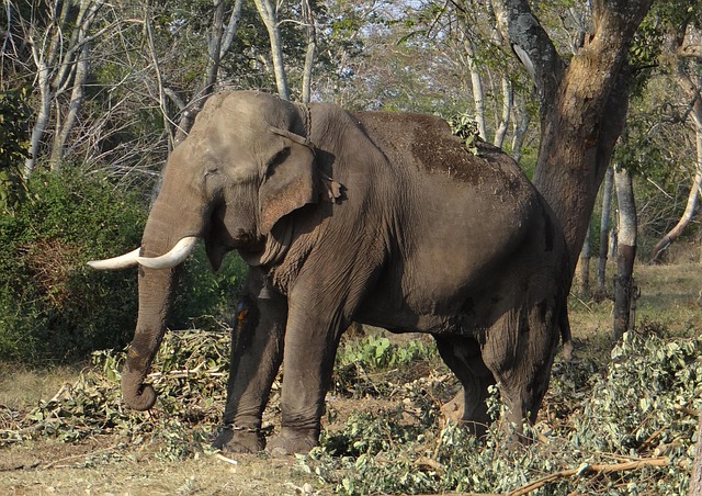 Free Elephant Wild photo and picture