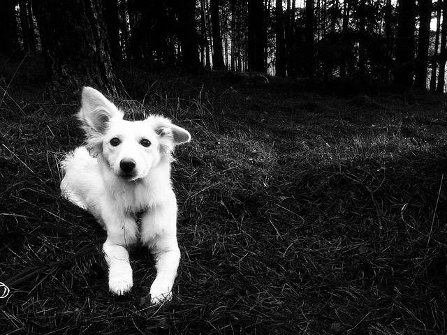 Free Animal Dog photo and picture
