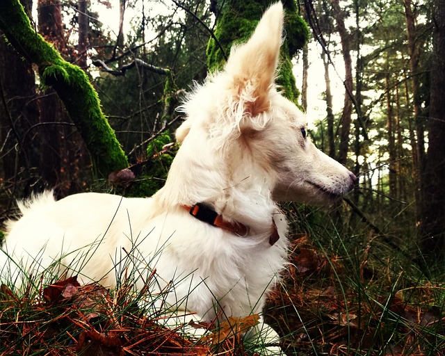 Free Animal Dog photo and picture
