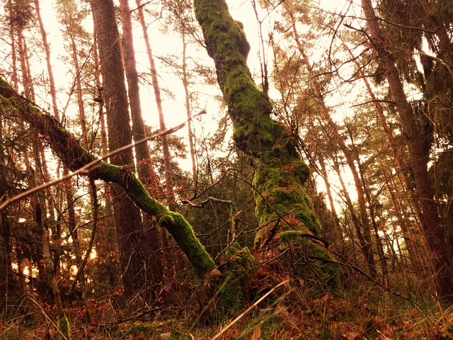 Free Forest Tree photo and picture
