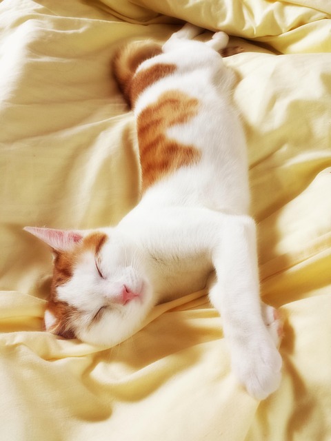 Free Animal Cat photo and picture