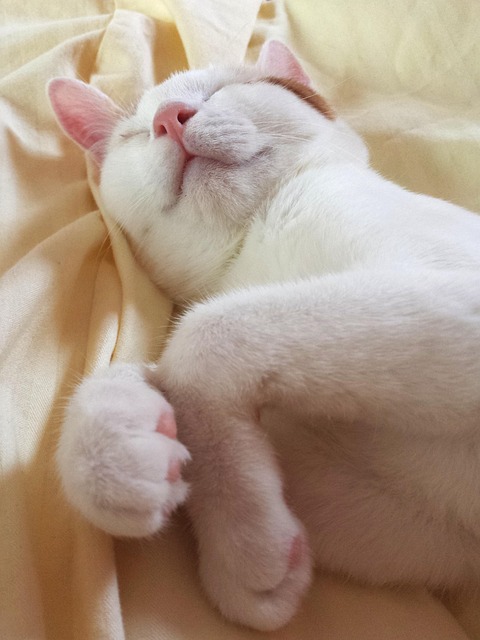 Free Animal Cat photo and picture