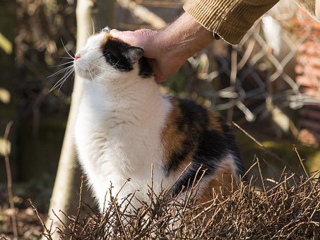 Free Cat Tender Loving Care photo and picture